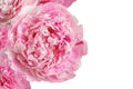 Five light pink peony flowers on white background. Closeup Royalty Free Stock Photo