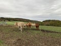 Five light red cows graze together in a meadow in Germany in autumn. They look straight into the lens