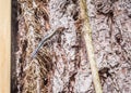 Five Lined Blue Tail Skink or Plestiodon Fasciatus: