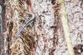 Five Lined Blue Tail Skink or Plestiodon Fasciatus: