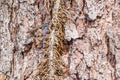 Five Lined Blue Tail Skink or Plestiodon Fasciatus: