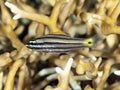 Five-lined cardinalfish