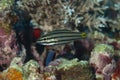Five-lined cardinalfish, Cheilodipterus quinquelineatus Royalty Free Stock Photo