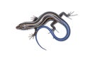 Five-lined Skink Royalty Free Stock Photo