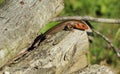 Five-lined Skink