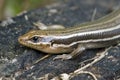 Five lined skink Royalty Free Stock Photo