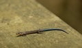 Five-lined Skink with Blue Tail Royalty Free Stock Photo