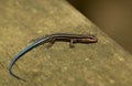 Five-lined Skink with Blue Tail Royalty Free Stock Photo