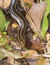 Five Lined Skink Royalty Free Stock Photo