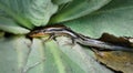 Five lined skink lizard in Mullen plant Royalty Free Stock Photo