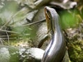 Five lined skink lizard in the woods at Phinizy Swamp Nature Park