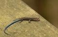 Five-lined Skink with Blue Tail Royalty Free Stock Photo