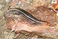 Five-lined Skink (Plestiodon fasciatus) Royalty Free Stock Photo