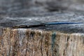 Five-lined skink on tree stump