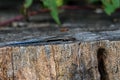 Five-lined skink on tree stump