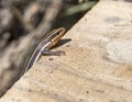 Five Lined Skink