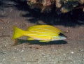 A Five-lined Snapper Lutjanus quinquelineatus in the Red Sea Royalty Free Stock Photo