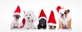 Five little dogs wearing santa claus hats Royalty Free Stock Photo