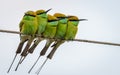 Five Little Green Bee eaters Royalty Free Stock Photo