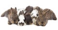 Five little rabbits