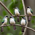 Five Little Songbirds Perched in a Tree Royalty Free Stock Photo