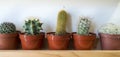 Five little succulent cactus plants on a shelf Royalty Free Stock Photo