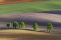 Five lonely trees on wavy fields, South Moravia