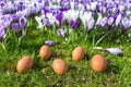 Five loose eggs lying near blooming crocuses