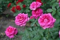 Five magenta-colored flowers of roses in June