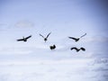 Five magpie geese in flight above Kakadu National Park Royalty Free Stock Photo