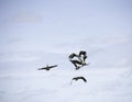 Small flock of magpie geese in flight Royalty Free Stock Photo