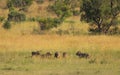 Five male lions fighting for territory, Pilanesberg National Park, South Africa. Royalty Free Stock Photo