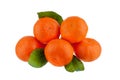 Five mandarins on one branch with green leaves on a white background isolated closeup Royalty Free Stock Photo