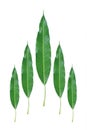 five mango leaves isolated on white Royalty Free Stock Photo