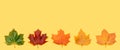 A five maple leaves arranged in gradual color order from green to dry golden. Flat lay yellow background