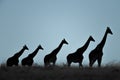 Five Masai giraffe walk on grassy horizon