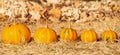 Five mini pumpkins like a family from big to small. Autumn Thanksgiving festivity background.