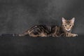 Five month old Bengal Tabby Cross breed kitten on a black background