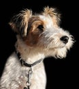 Five month old fox terrier