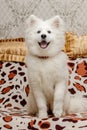 A five month old Samoyed puppy sits on sofa with golden pillows behind him