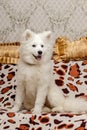 A five month old Samoyed puppy sits on sofa with golden pillows behind him