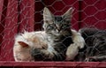 A five months old and an adult male cat cuddling Royalty Free Stock Photo