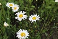 Five or more camomile flowers with small white petals and a yellow orange center in the grass with a place to insert text Royalty Free Stock Photo