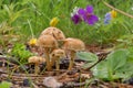 Five mushrooms in a meadow.