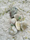 Five mussel shells Royalty Free Stock Photo