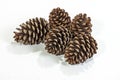 Five Natural Brown Pine Cone Patterns and Textures