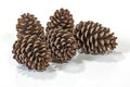 Five Natural Brown Pine Cone Patterns and Textures