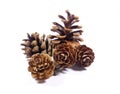 Five natural pine cones isolated on white background