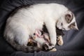 Five newborn kittens suck milk from his mother