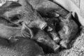 Five Sleeping Newborn Piglets in Barn Royalty Free Stock Photo